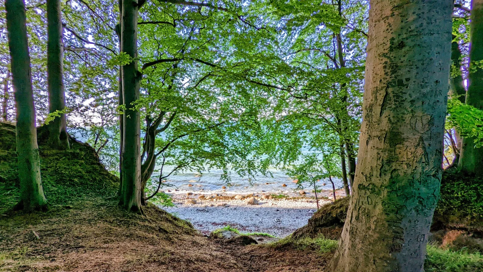 Blick durch Buchen auf den Strand im Küstenwald der Granitz auf Rügen