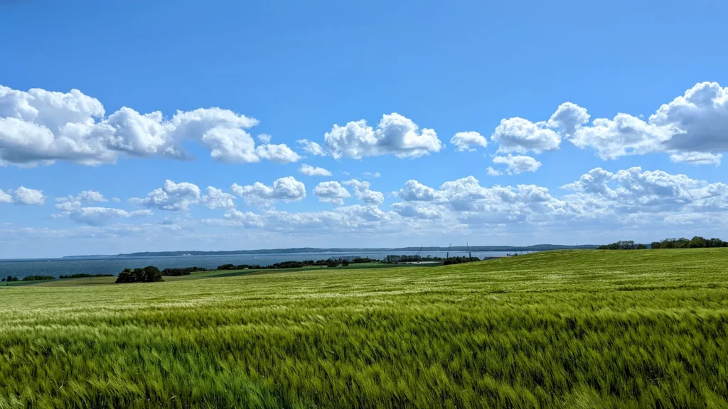 Grünes Getreidefeld bei Dubnitz auf Jasmund, am Horizont Wasser
