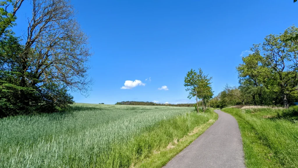 Asphaltierter Feldweg zwischen Getreidefeld und Bäumen bei Dubnitz