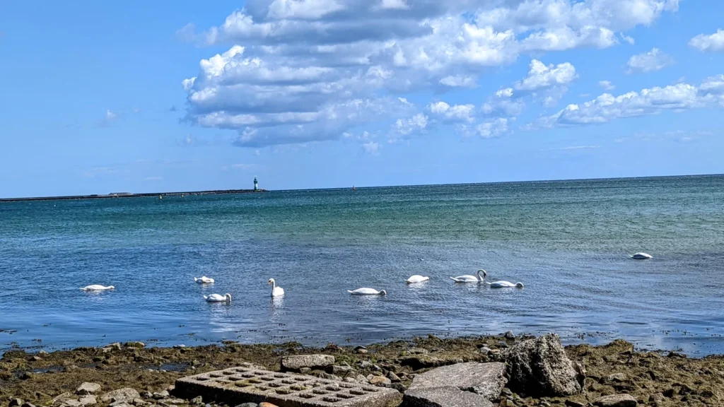 Schwäne auf der Ostsee vor dem Strand bei Mukran