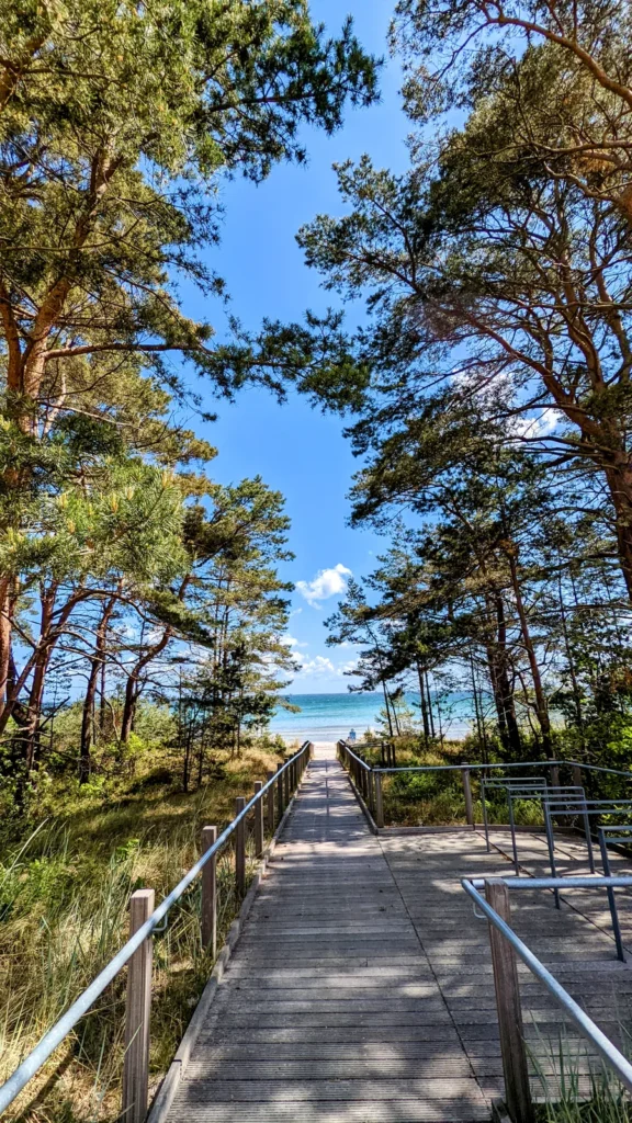 Holzsteg durch Kiefern zum Strand in Prora