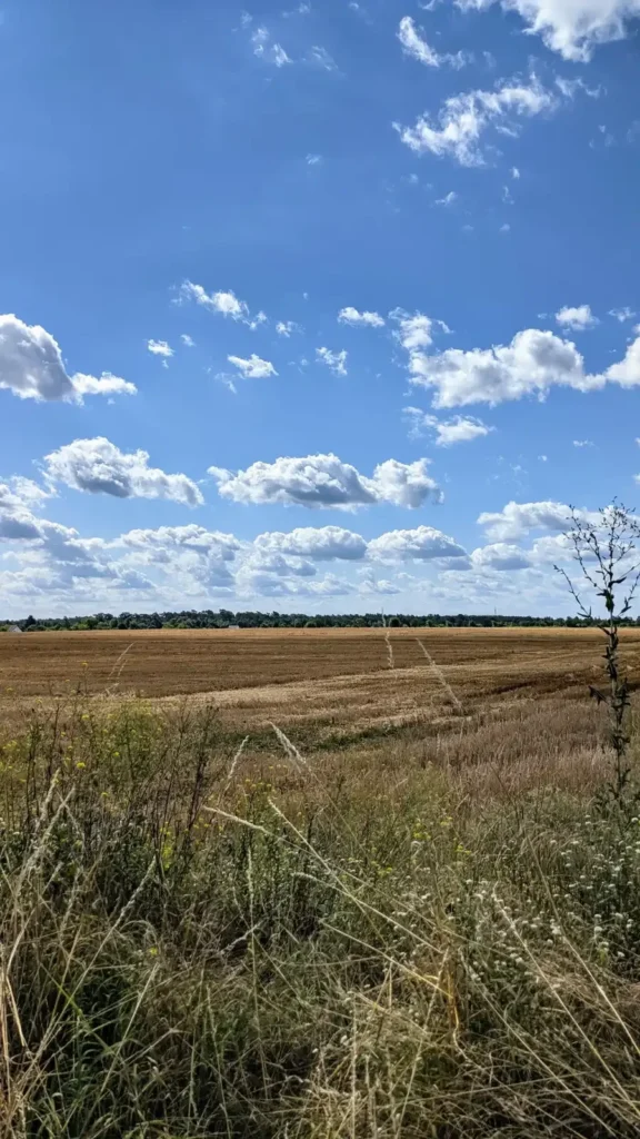 Offene Feldflur am Rand von Bohnsdorf im Sommer, dahinter Bäume und Häuser