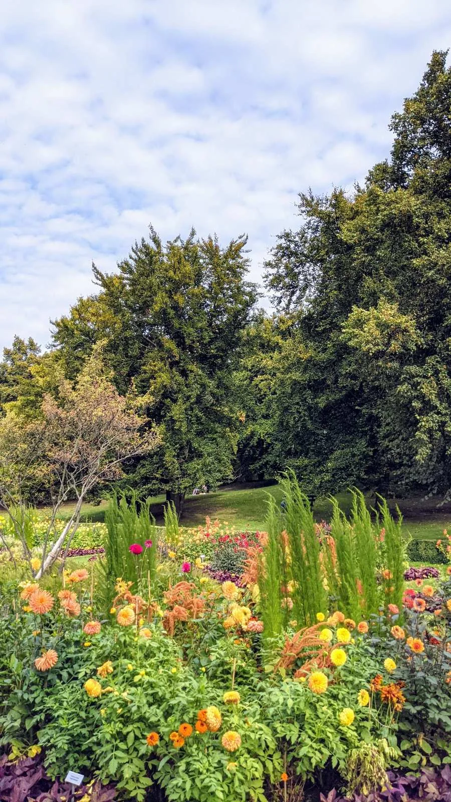 Bunt bepflanztes Blumenbeet mit Dahlien und hohen Bäumen im Britzer Garten in Britz