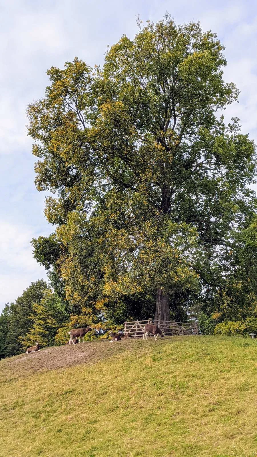 Hoher Baum auf einem Hügel mit Ziegen im Britzer Garten in Britz