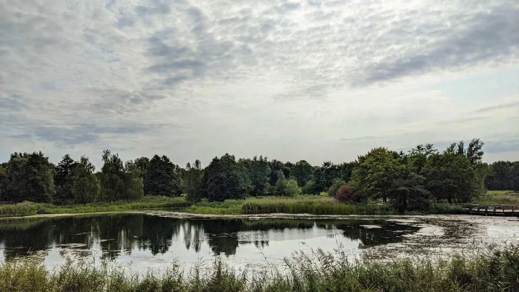 Teich mit Schilf und Baumgruppen am Ufer im Britzer Garten in Britz