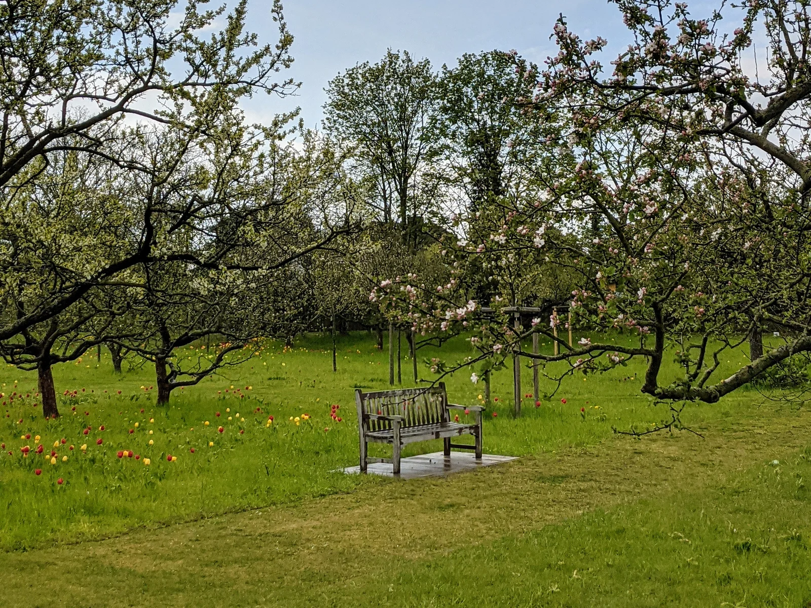 Blühende Obstbäume und eine Bank auf einer Wiese mit Tulpen im Britzer Garten in Britz