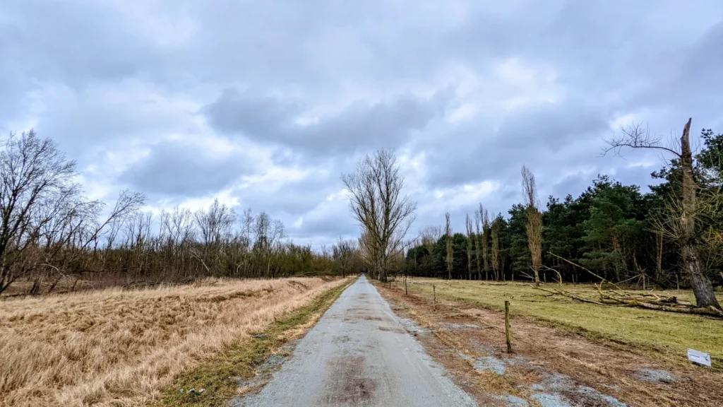 Gerader nasser Weg durch Wiesen und Schilf im Naturschutzgebiet bei Buch, im Hintergrund Wald