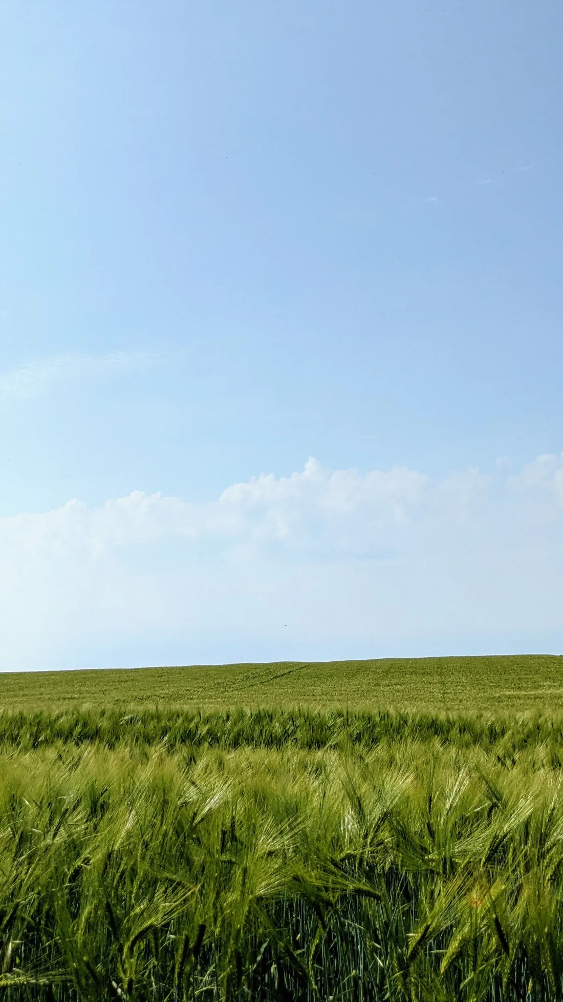 Getreidefeld unter blauem Himmel hinter Bad Belzig
