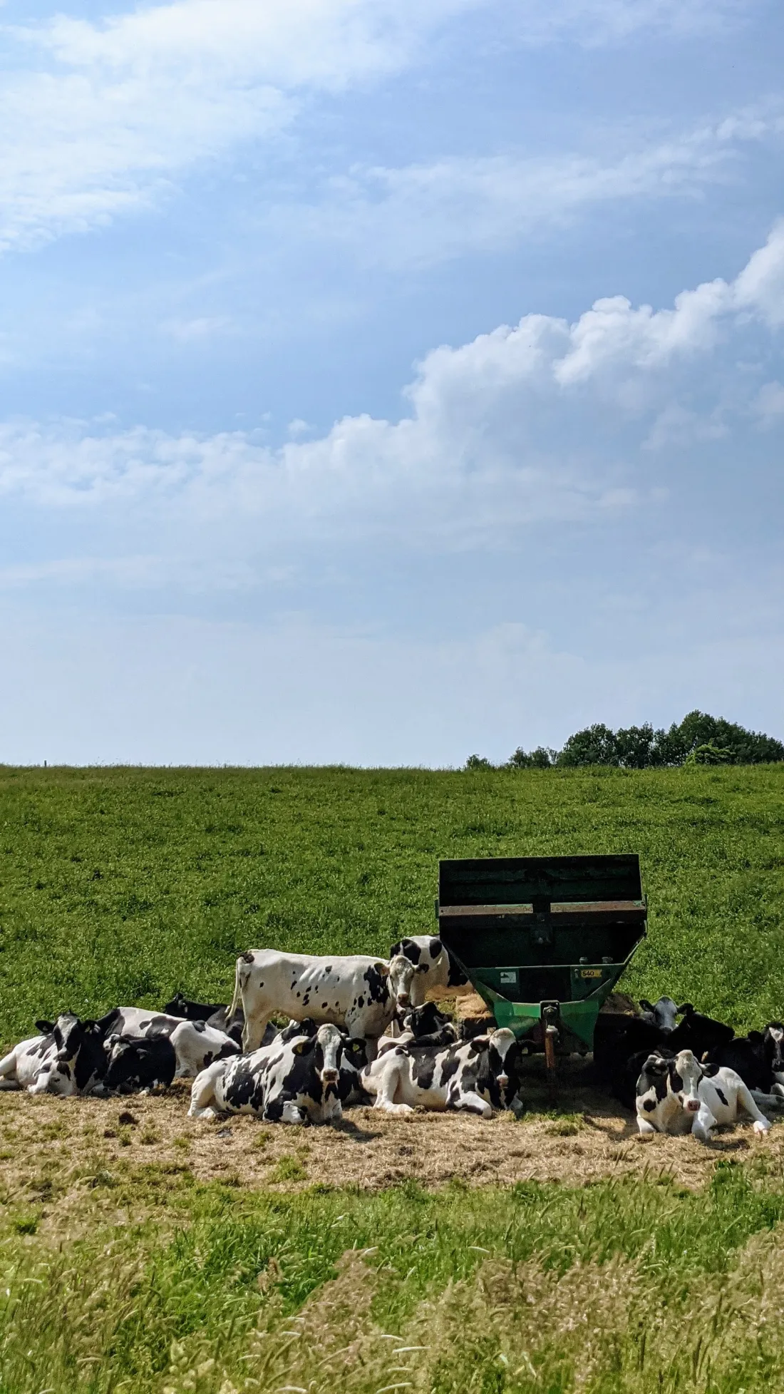 Kühe auf einer Weide am Weg im Hohen Fläming