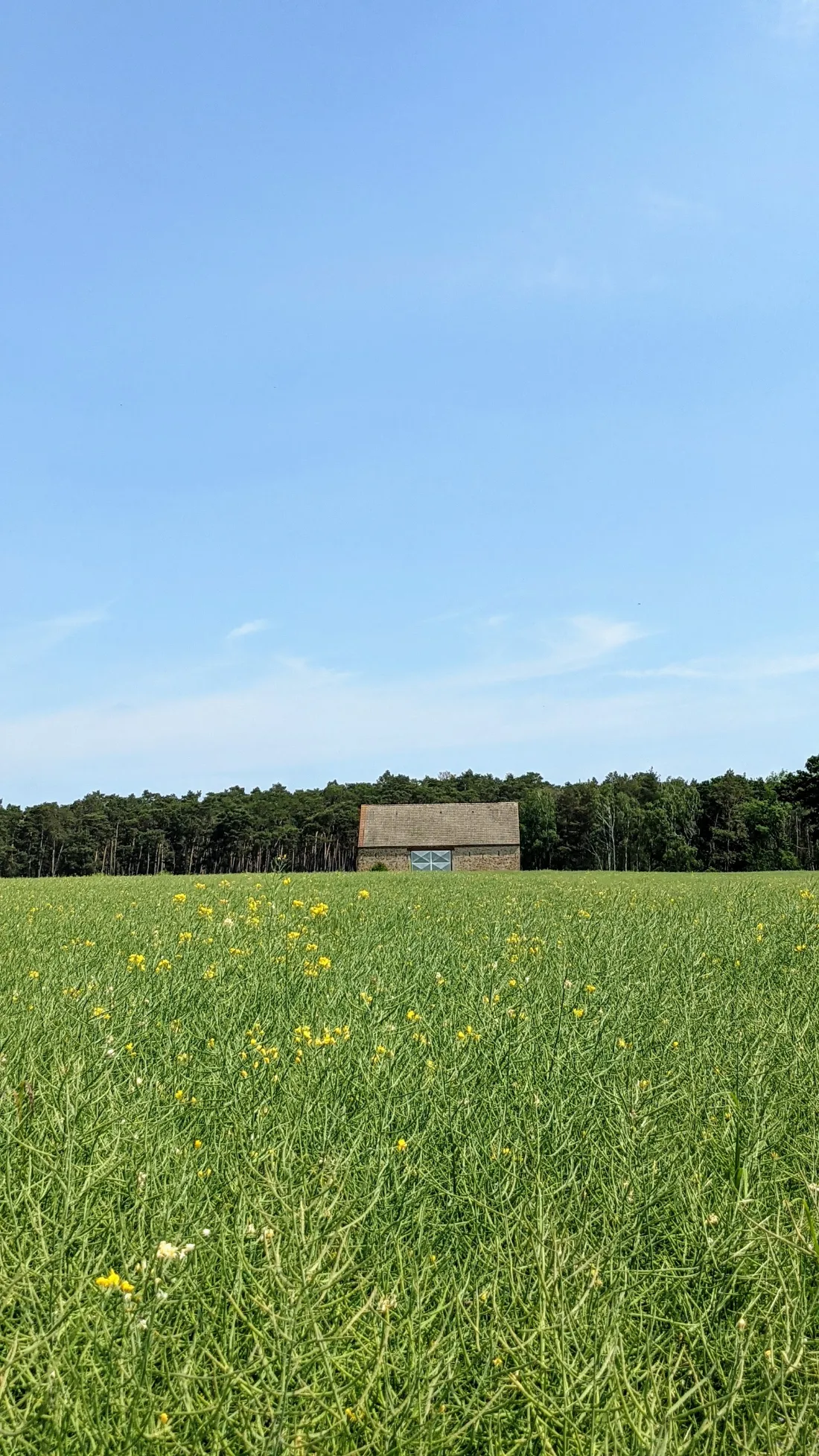 Wiese mit Waldrand am Weg vor Kranepuhl