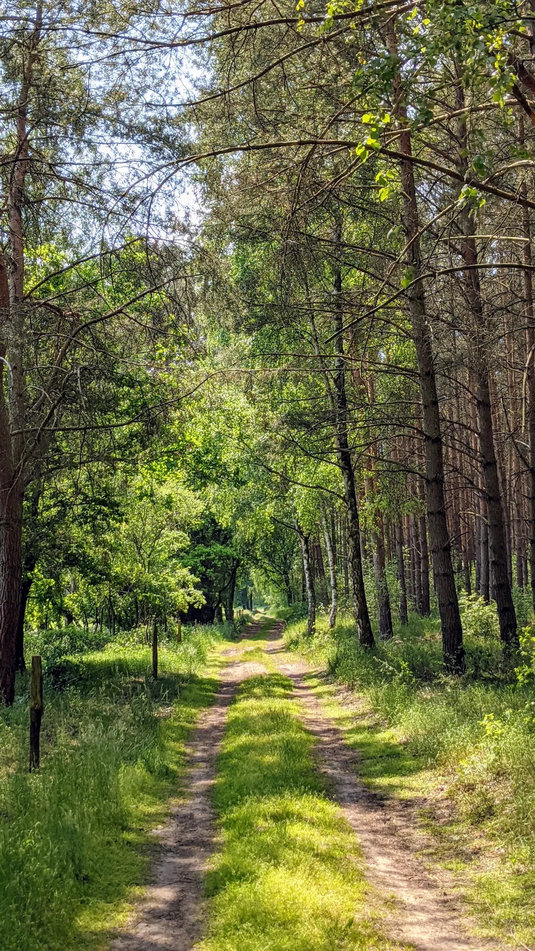 Waldweg mit Kiefern kurz vor Rädigke