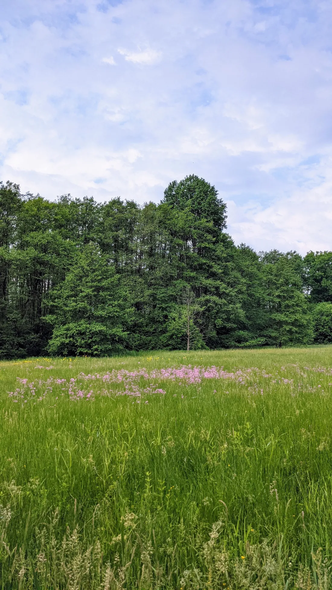 Wiese am Waldrand zwischen Rädigke und Raben