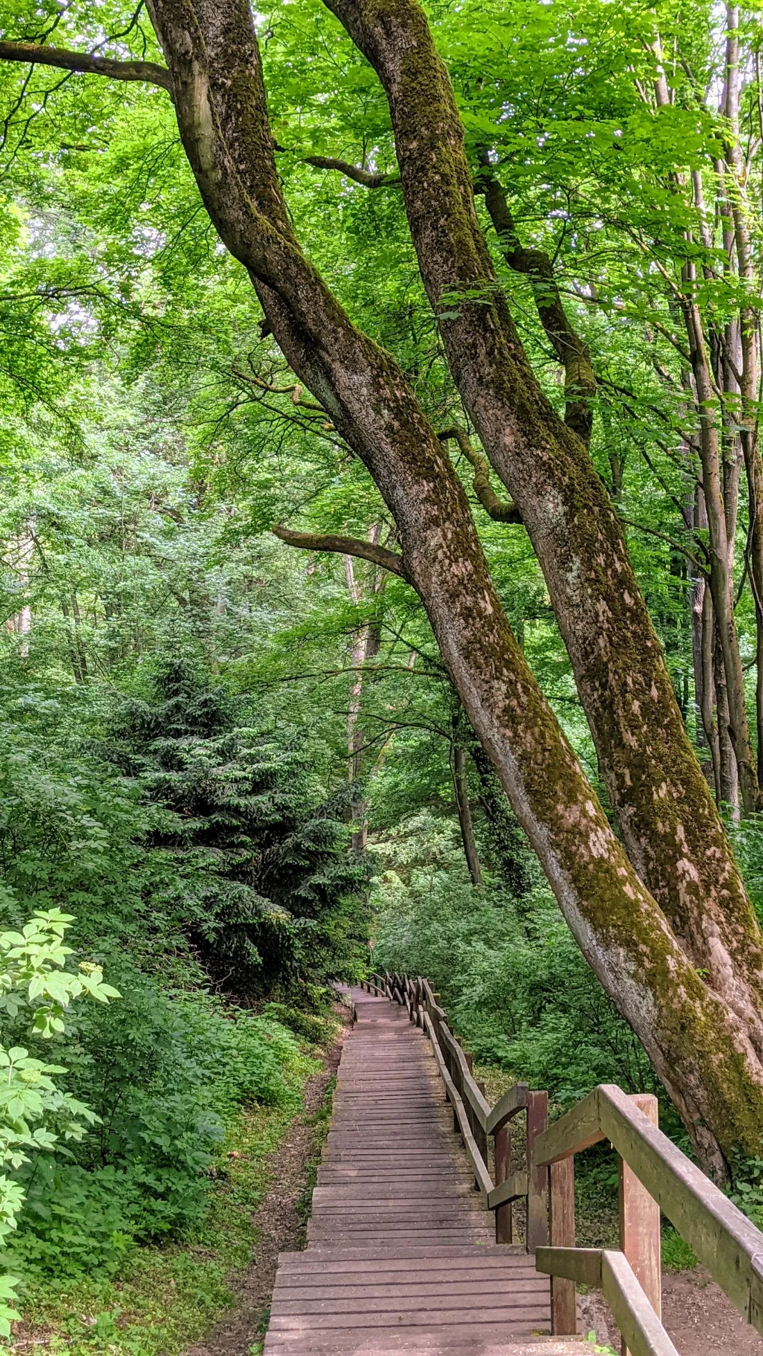 Waldweg mit Holztreppe nahe der Burg Rabenstein