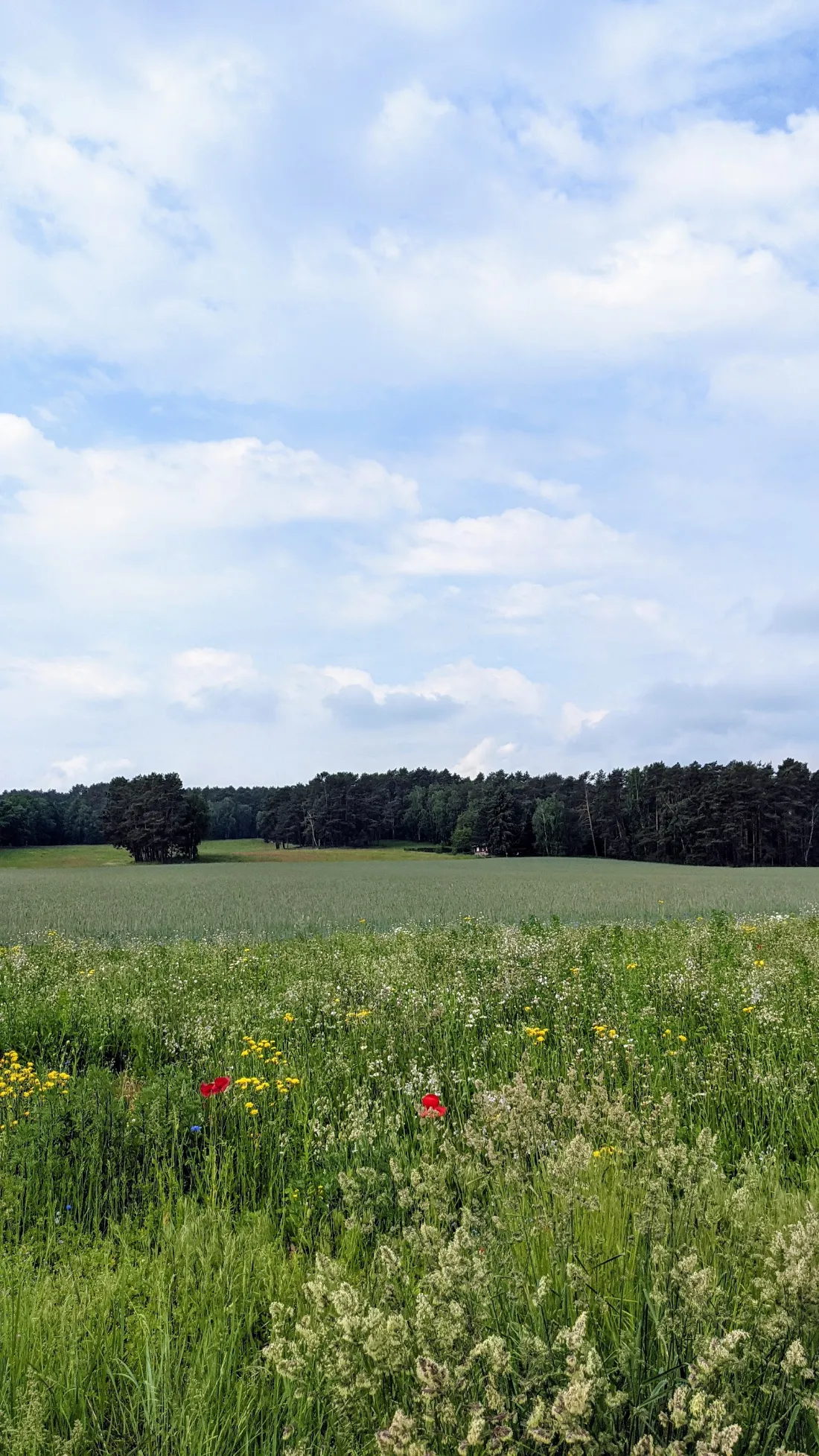 Blühende Wiese hinter der Burg Rabenstein