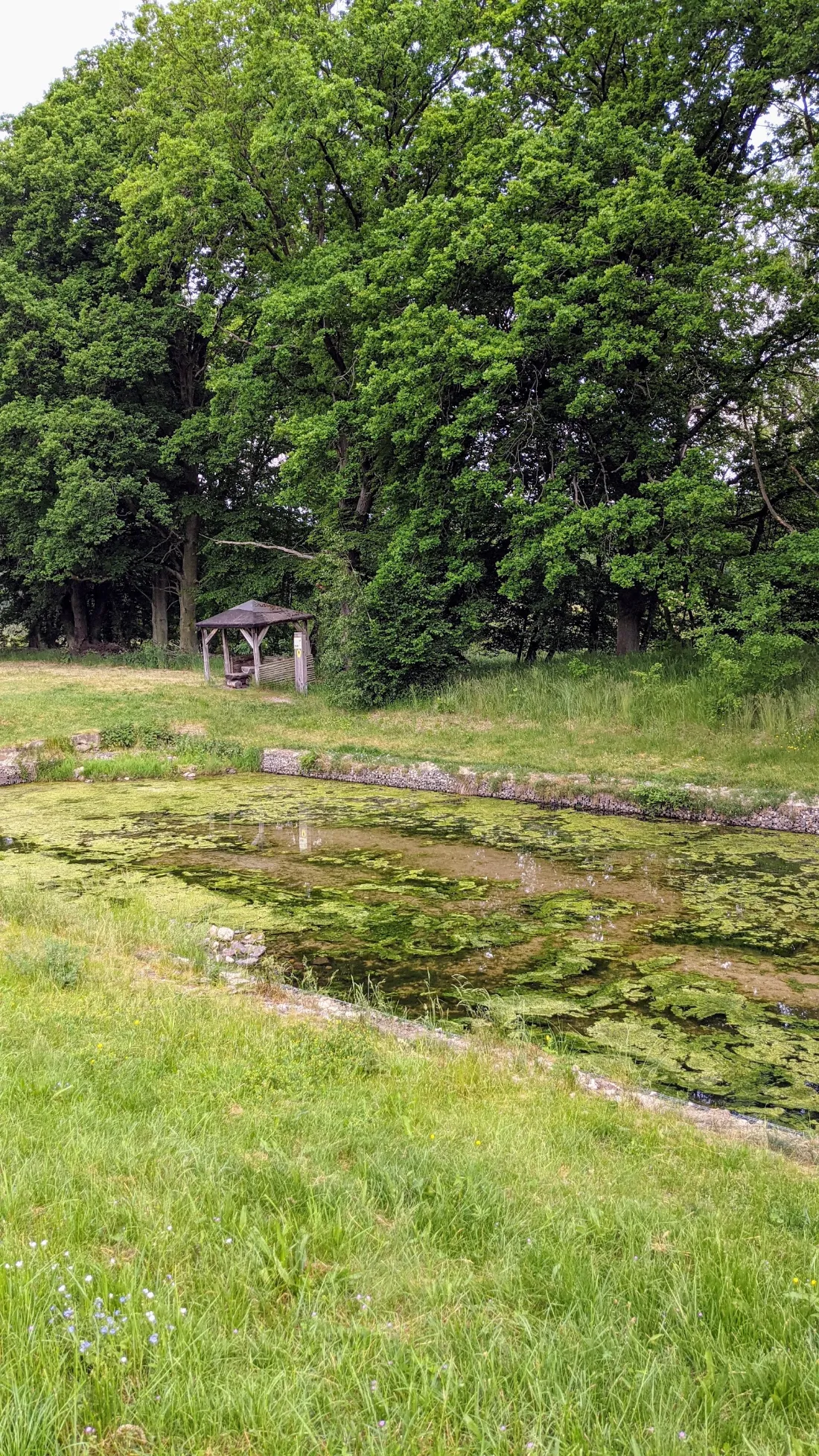 Wiese am Teich der alten Badeanstalt bei Raben