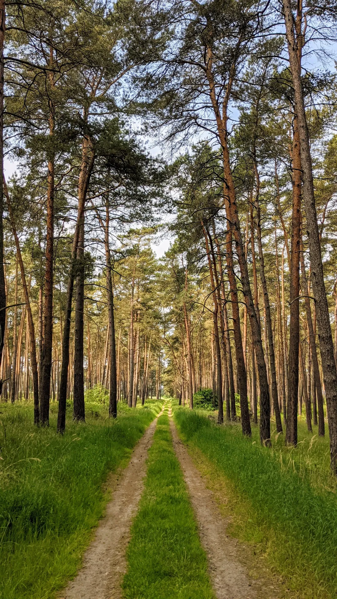 Sandiger Weg durch einen Kiefernwald