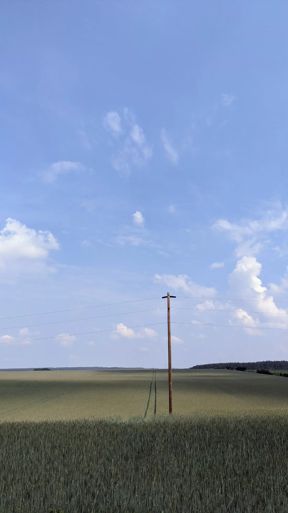 Getreidefeld mit Strommast unter hellem Himmel