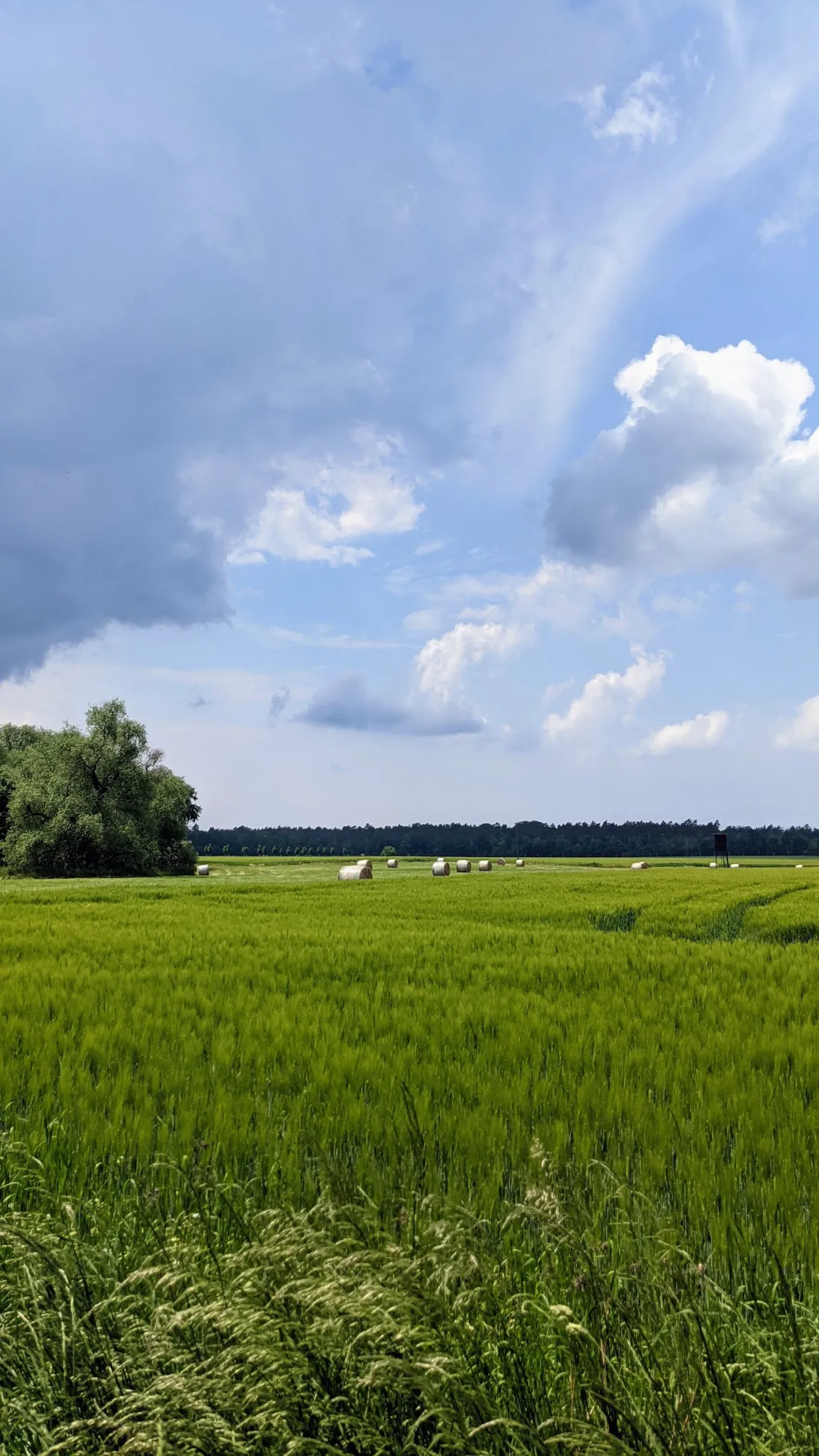 Wiese und Felder vor Jeserig