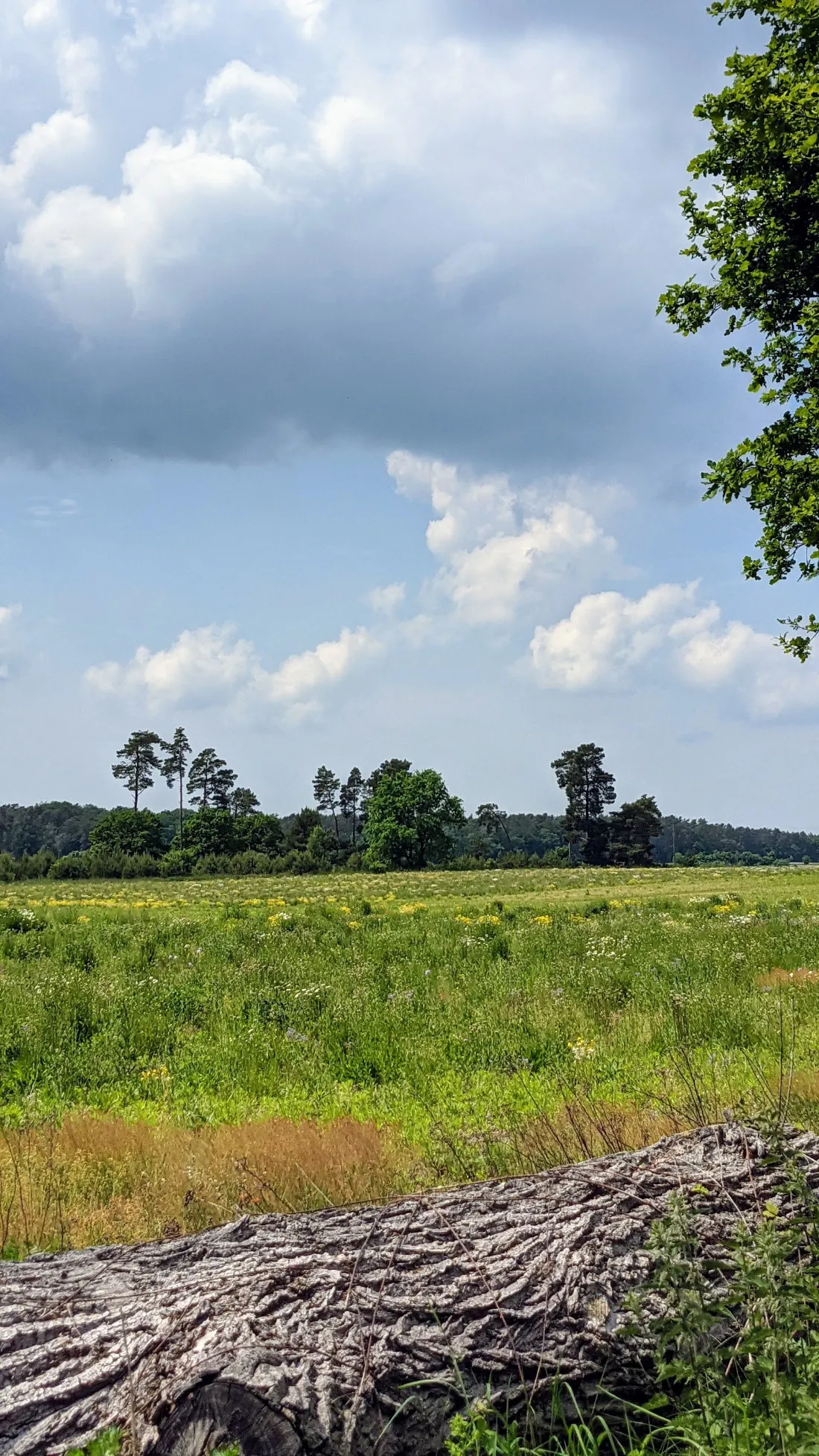 Feld mit Holzstapel am Wegrand vor Jeserig