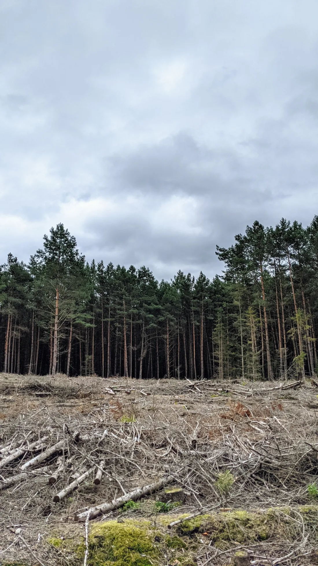 Kahlfläche vor einem Kiefernwald zwischen Wiesenburg und Görzke