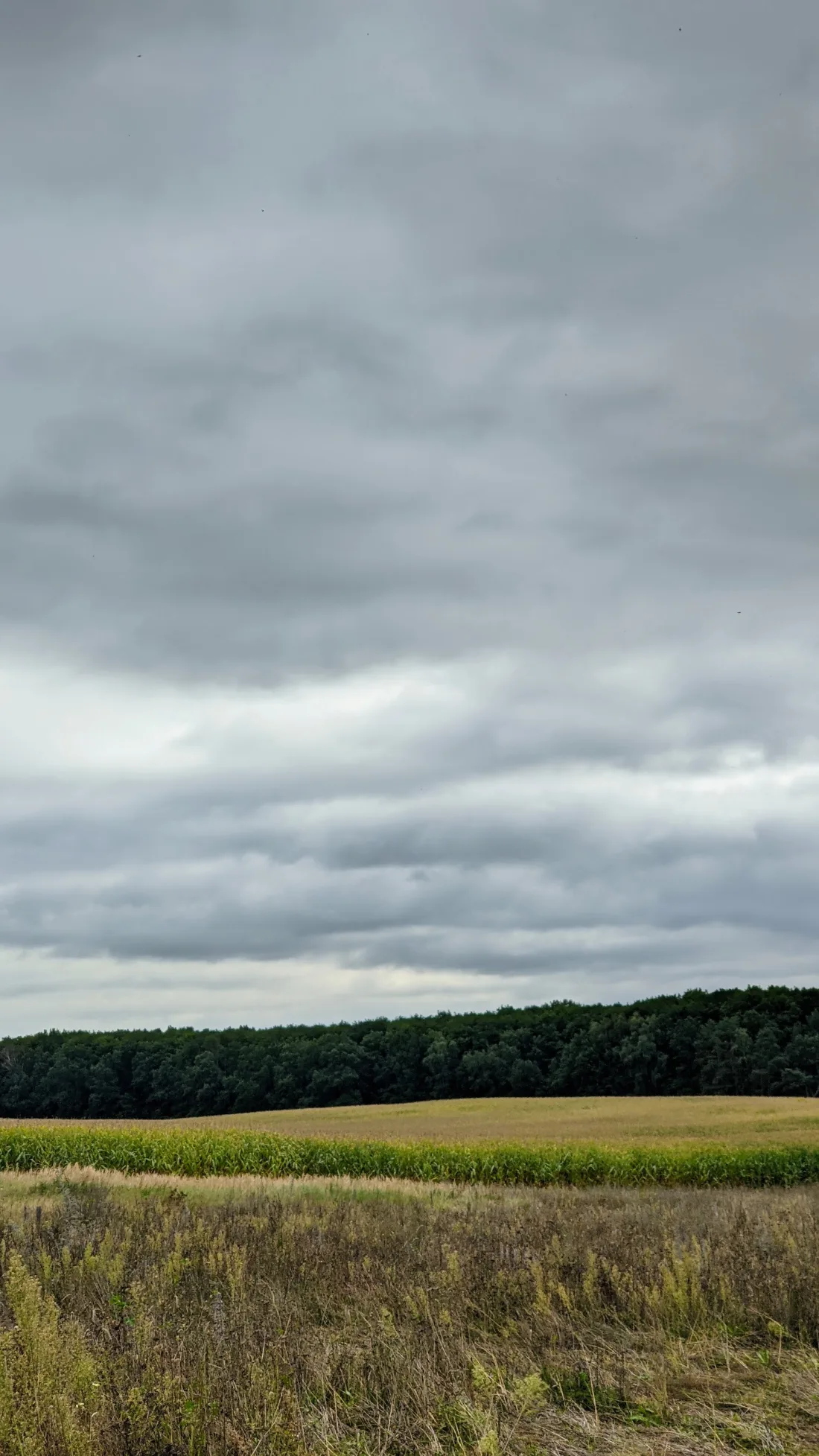 Getreidefeld vor dunklem Wald unter Wolkenhimmel