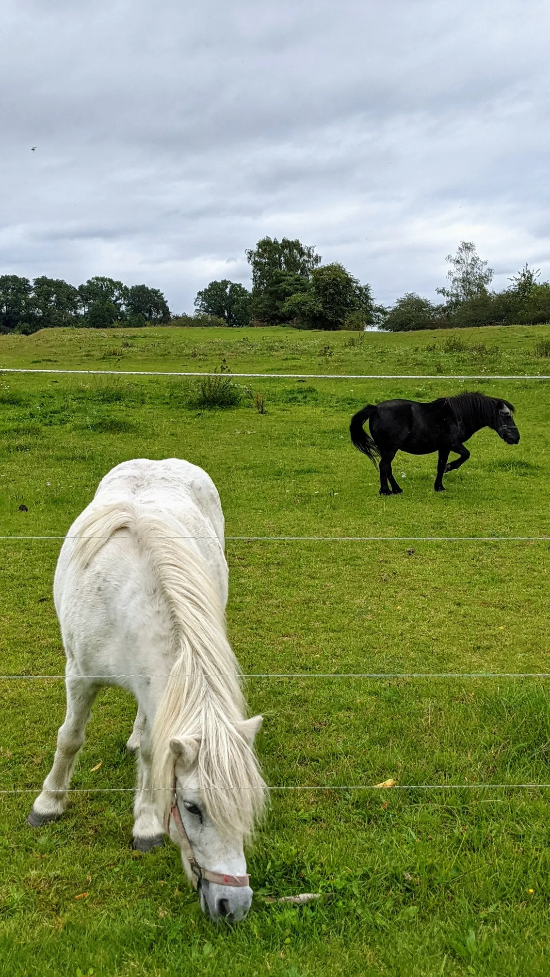 Weißes und schwarzes Pony auf einer Koppel kurz vor Görzke