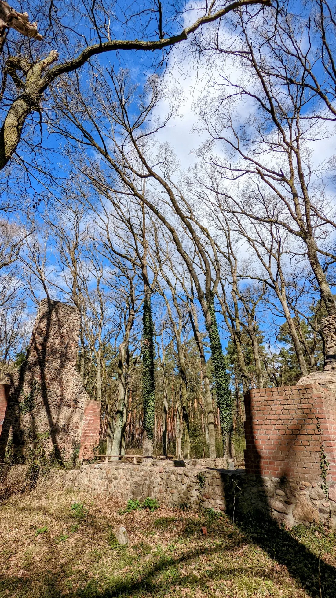 Mauerreste der Kirchenruine Dangelsdorf zwischen kahlen Bäumen