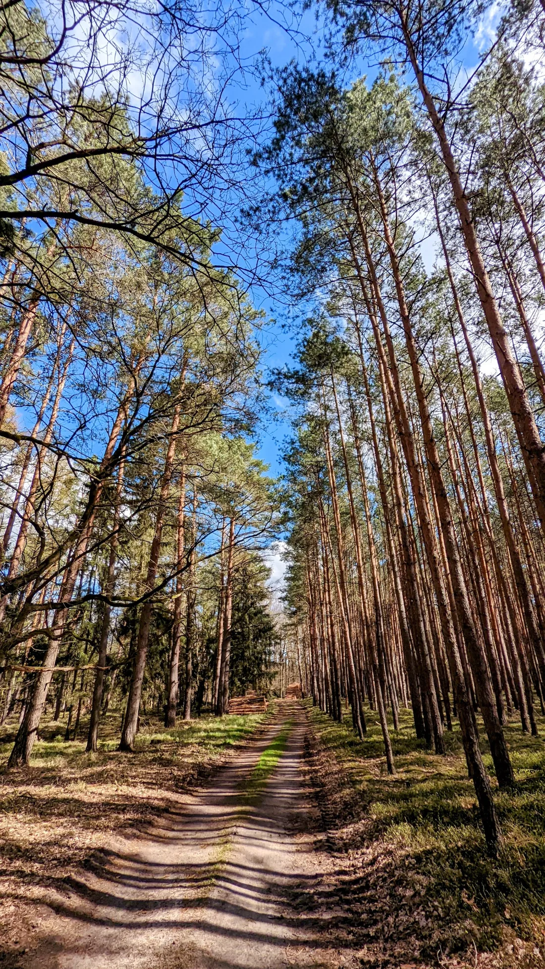 Sandiger Waldweg zwischen Kiefern in der Nonnenheide