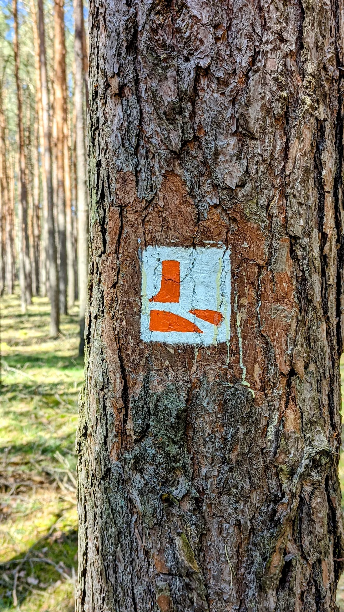 Wegzeichen des Burgenwanderwegs an einem Kiefernstamm