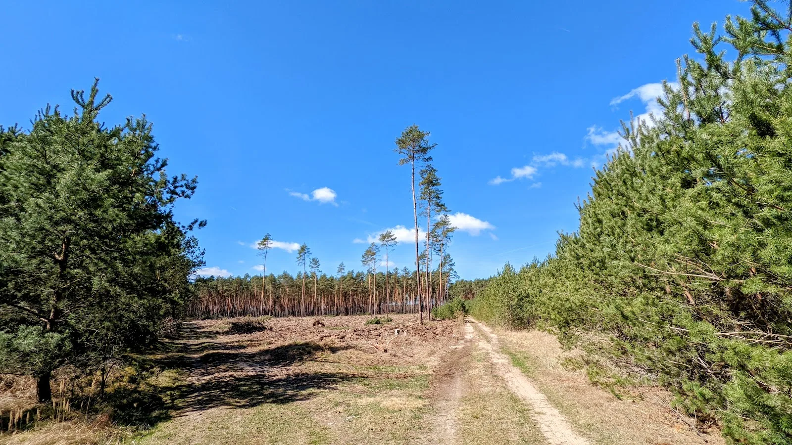 Kahlfläche mit Sandweg im Kiefernwald