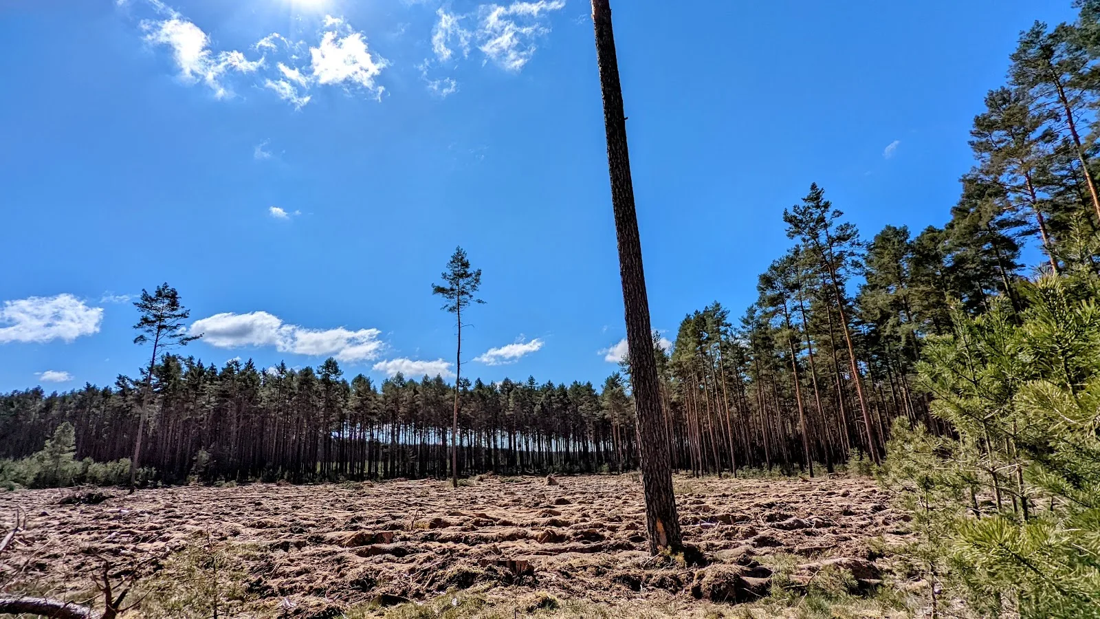 Weite Kahlfläche mit einzelner Kiefer und Waldrand