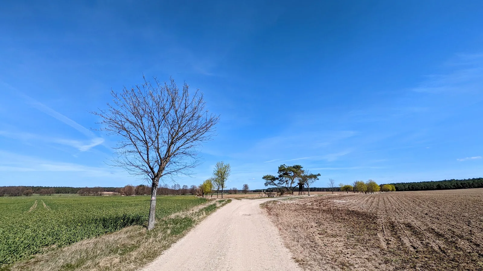 Feldweg mit einzelnem Baum zwischen Acker und Wiese