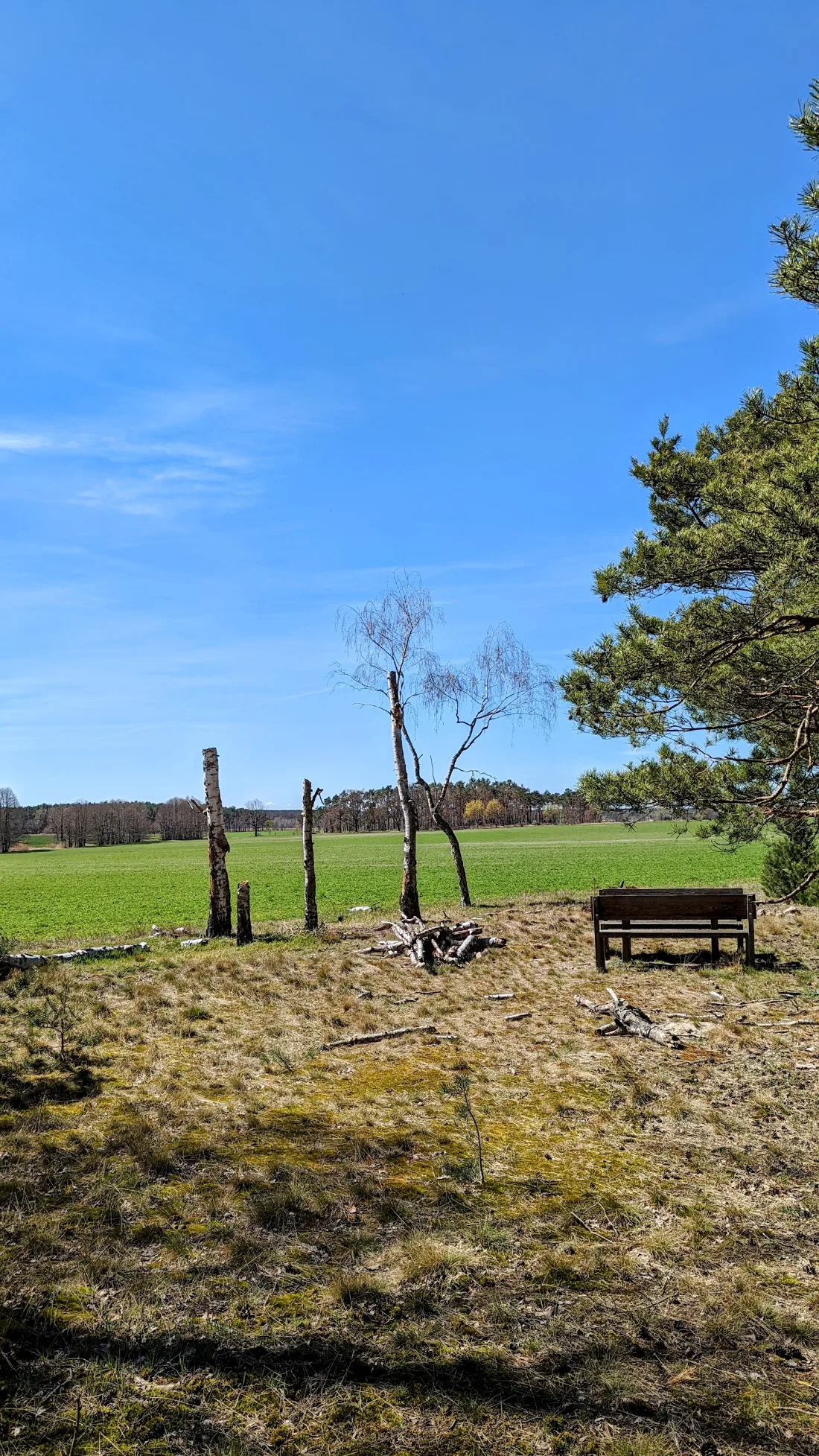 Holzbank auf einer Wiese mit abgestorbenen Baumstämmen
