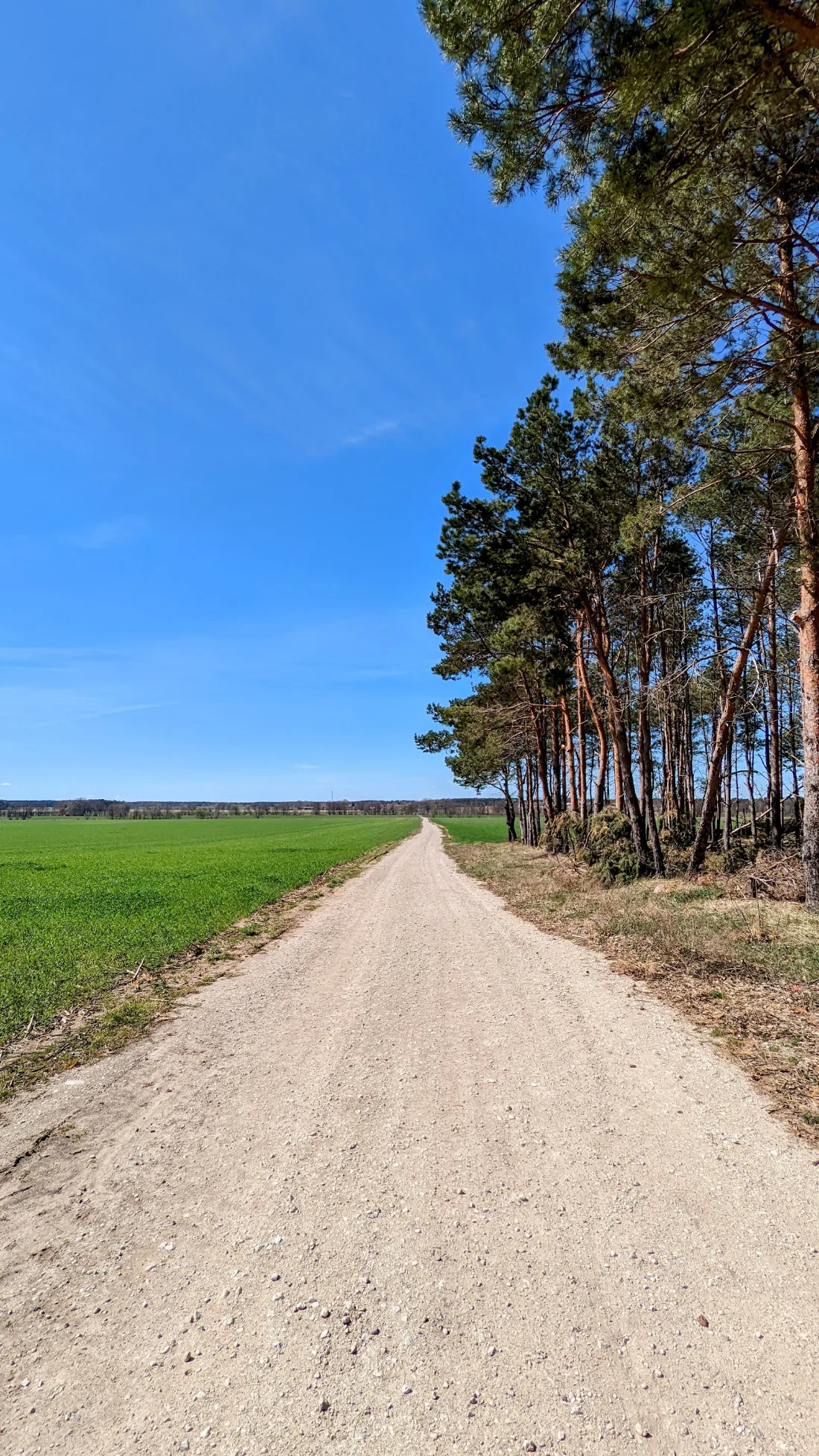 Heller Sandweg zwischen Feld und Kiefernwald
