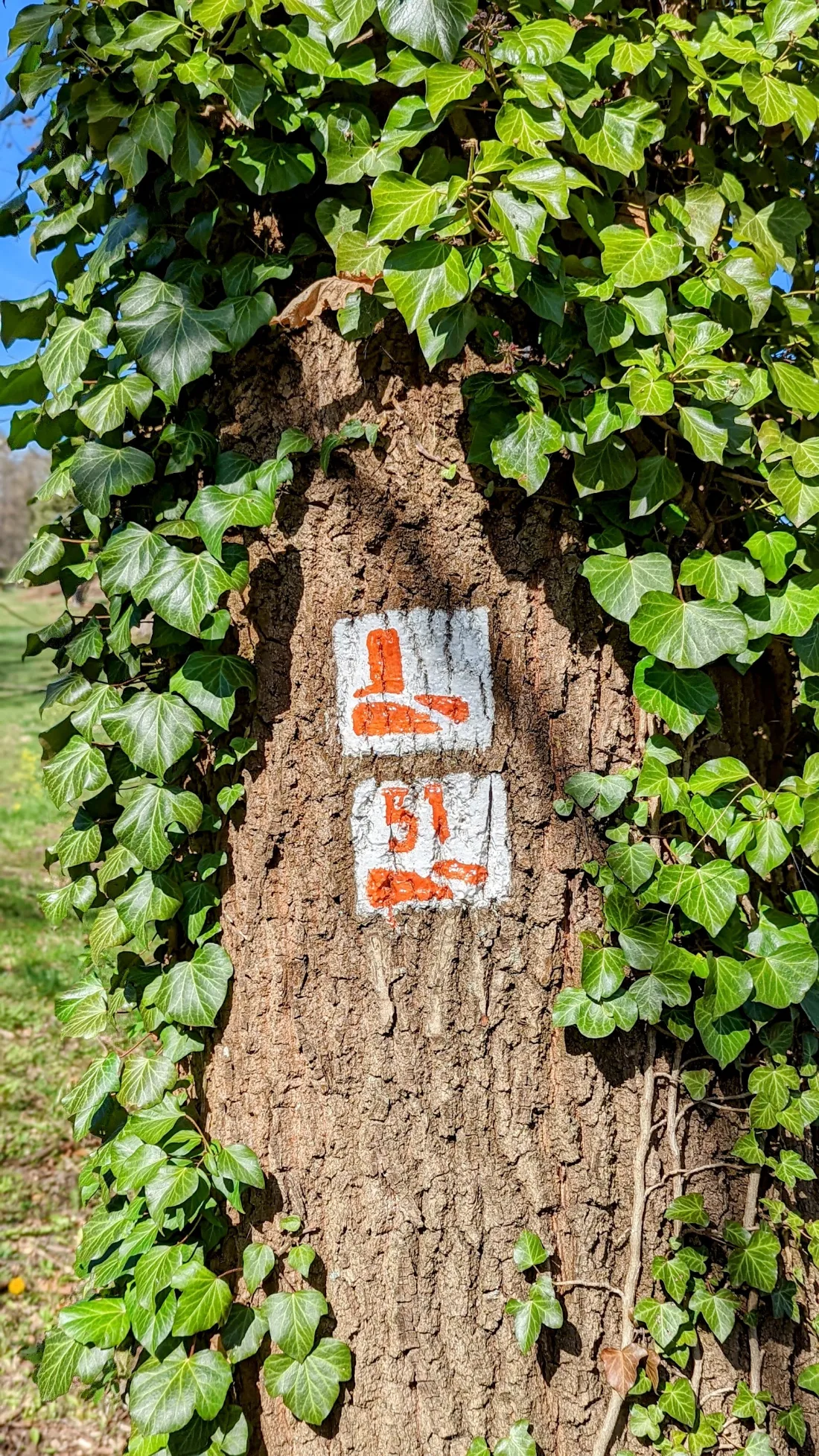 Wegzeichen des Burgenwanderwegs an einem efeubewachsenen Baum