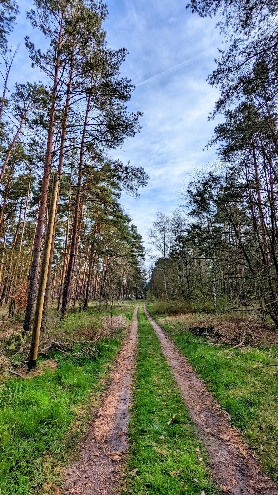 Sandiger Waldweg zwischen Kiefern bei Ziesar