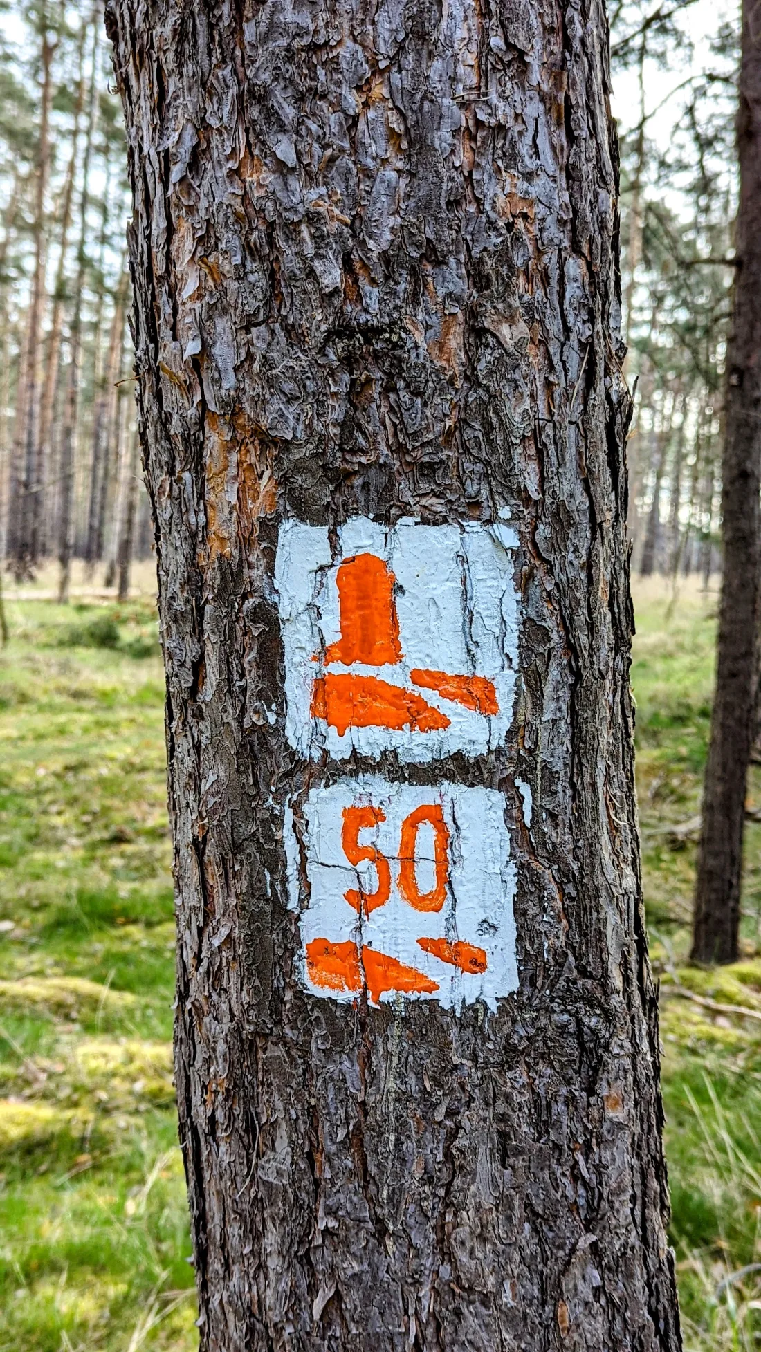 Wegzeichen des Burgenwanderwegs an einer Kiefer
