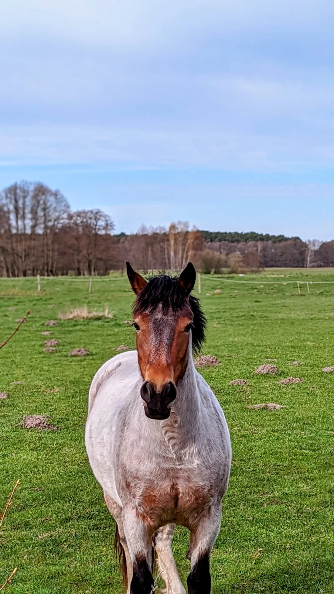 Braun-weißes Pferd auf einer Weide