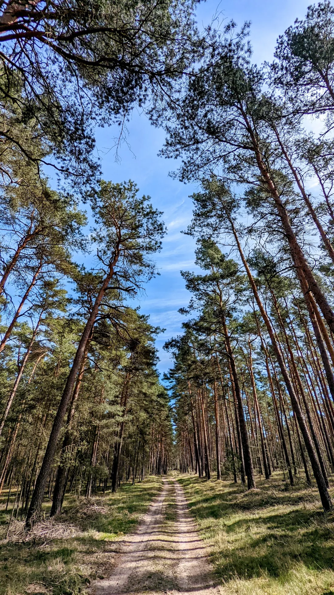 Waldweg zwischen hohen Kiefern