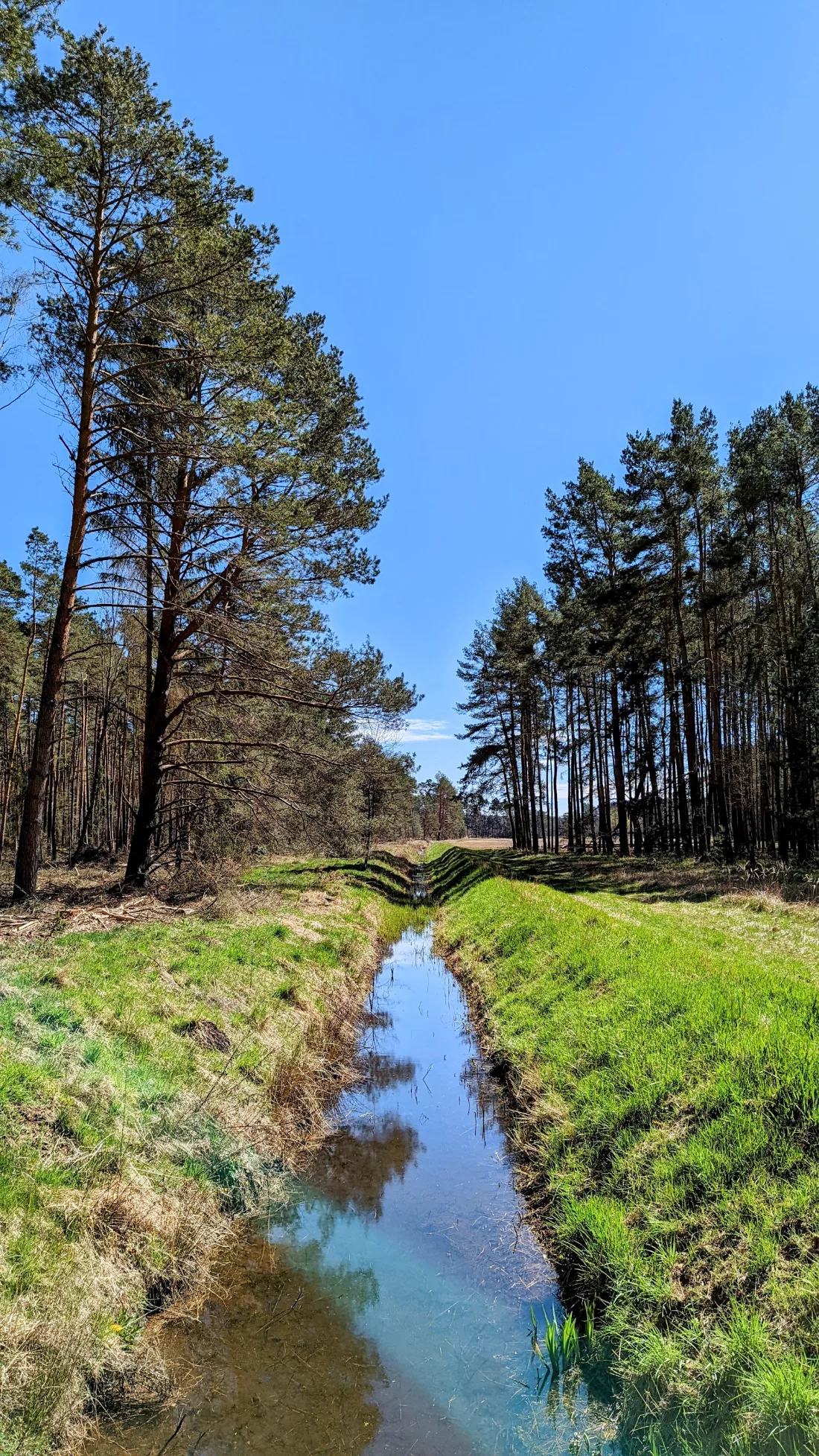 Schmaler Graben neben einem Kiefernwald