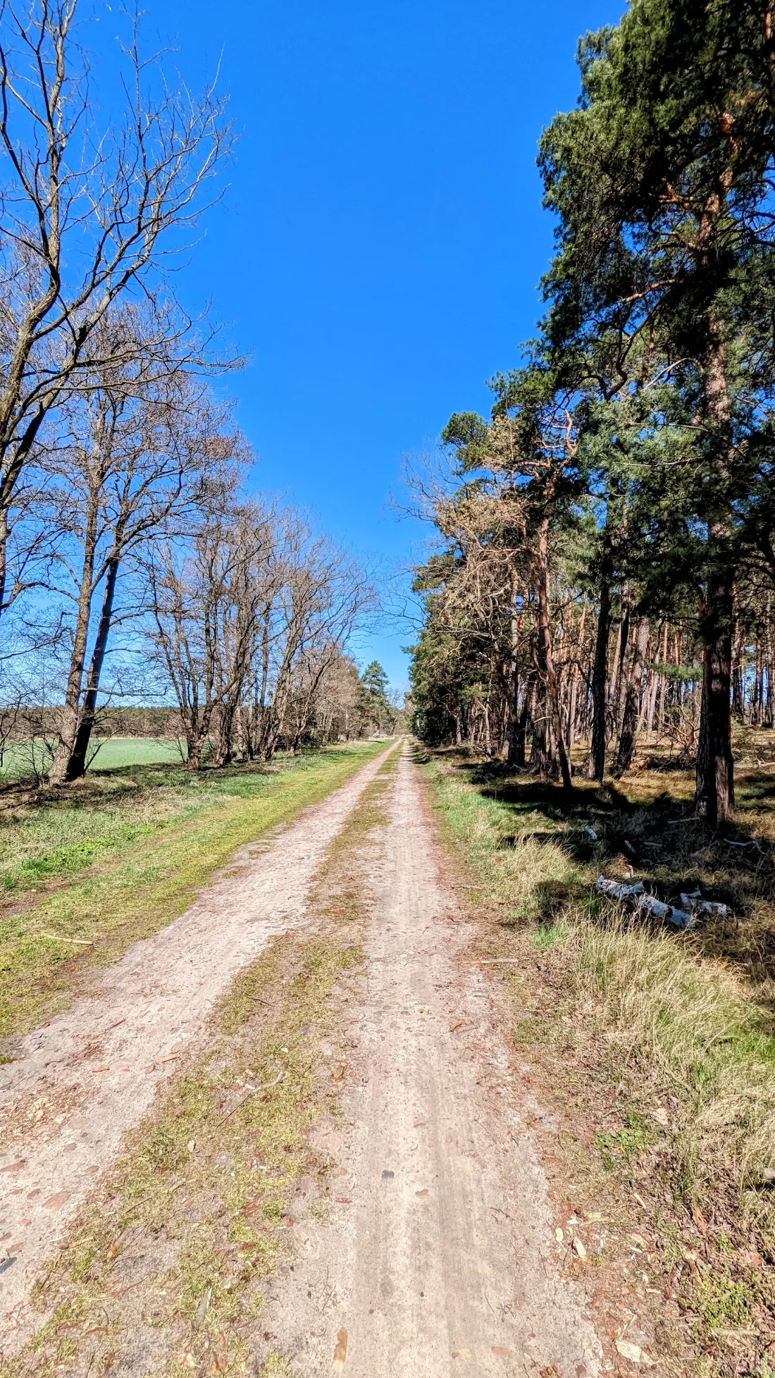 Sandiger Weg zwischen kahlen Bäumen und Kiefern