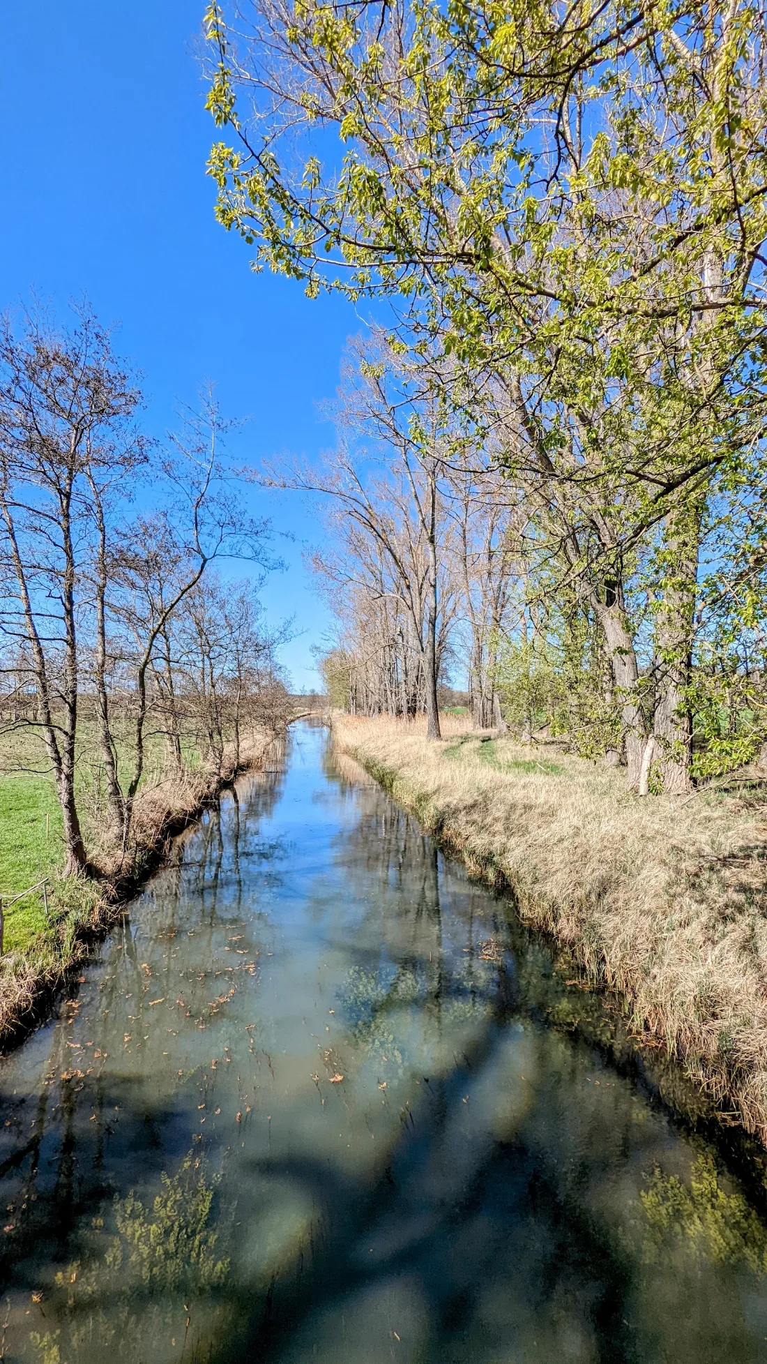 Kanal zwischen Bäumen im Frühling
