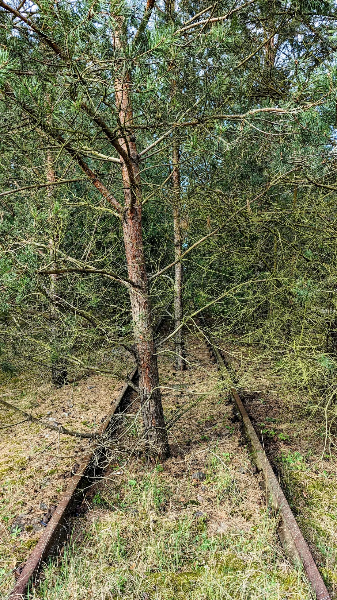 Alte Gleise im Gras im Wald bei Bücknitz