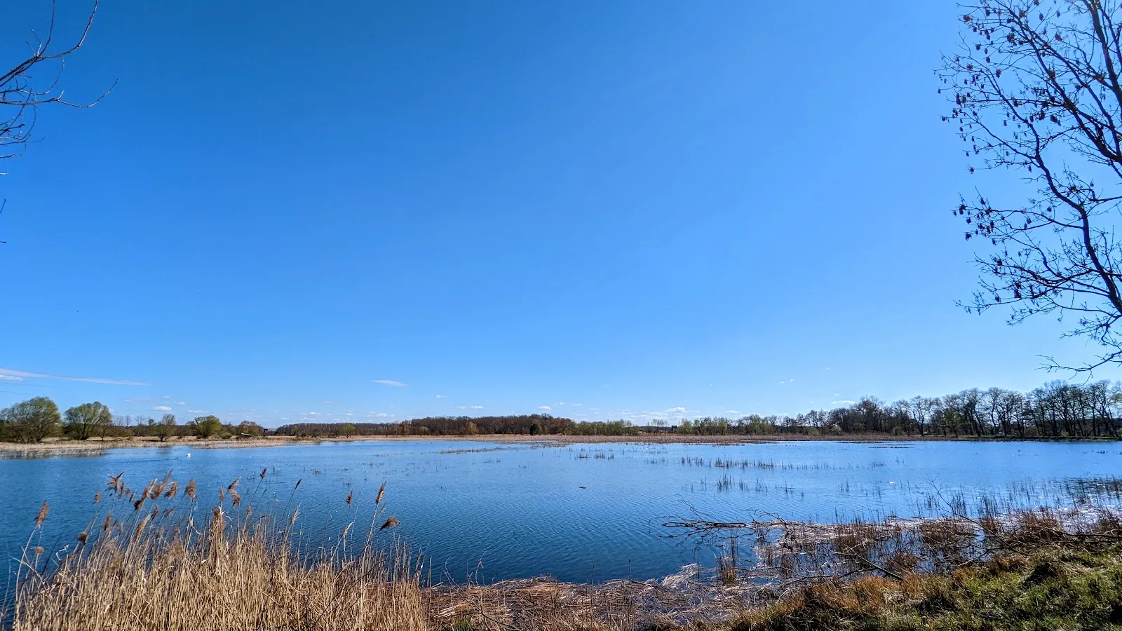 Teich mit Schilf unter blauem Himmel bei Reckahn