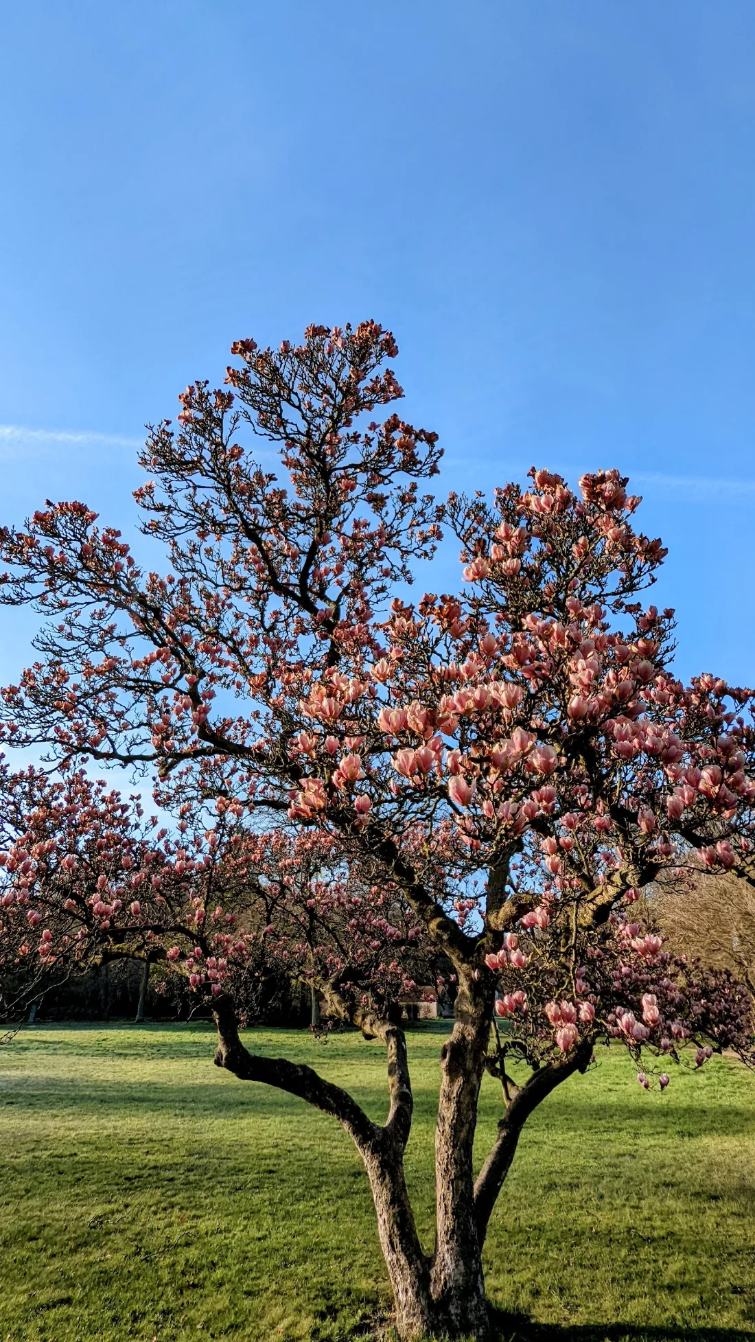 Blühende Magnolie in Reckahn am Start der Etappe
