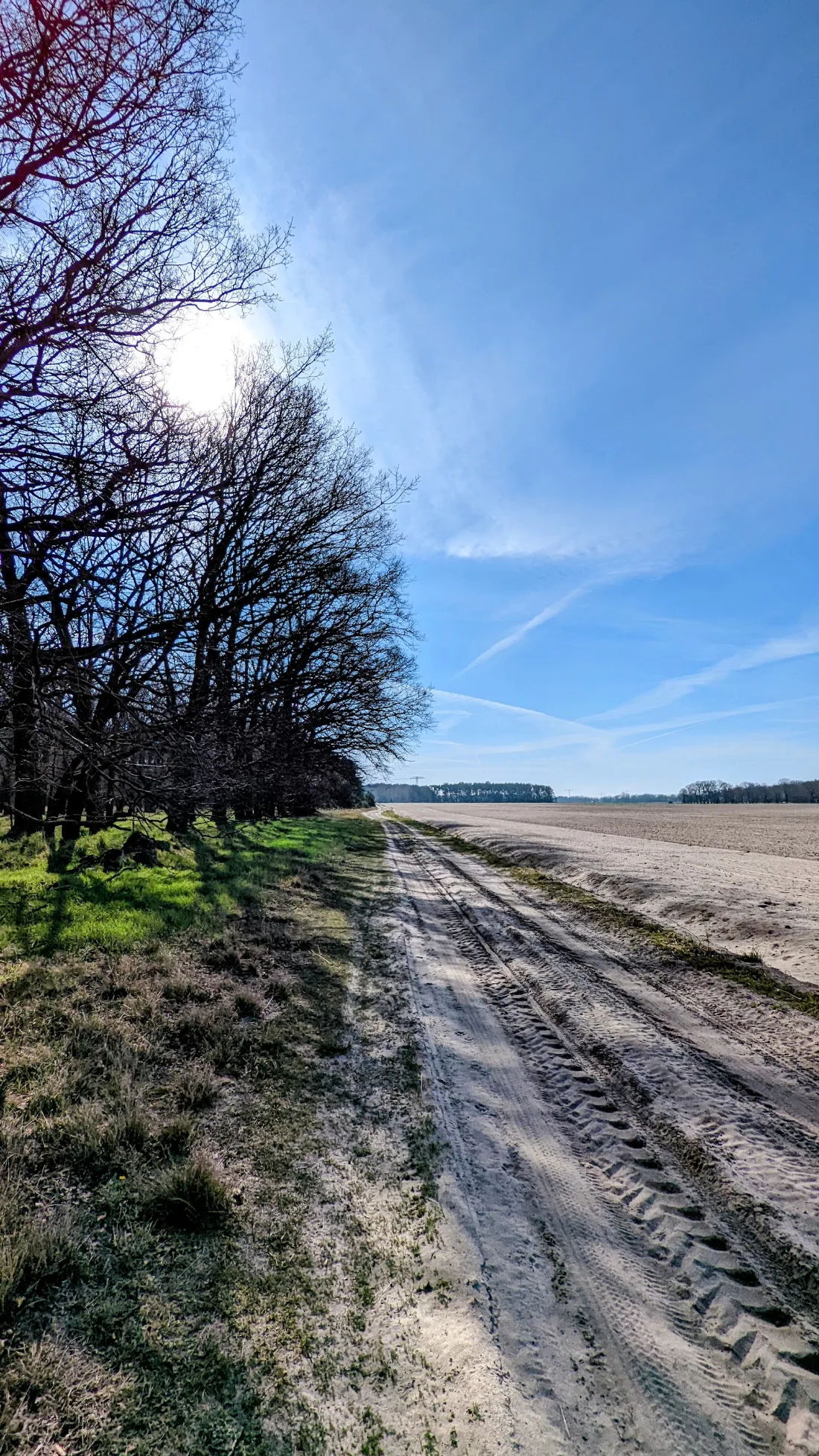 Feldweg mit Baumreihe in der Mittelmark