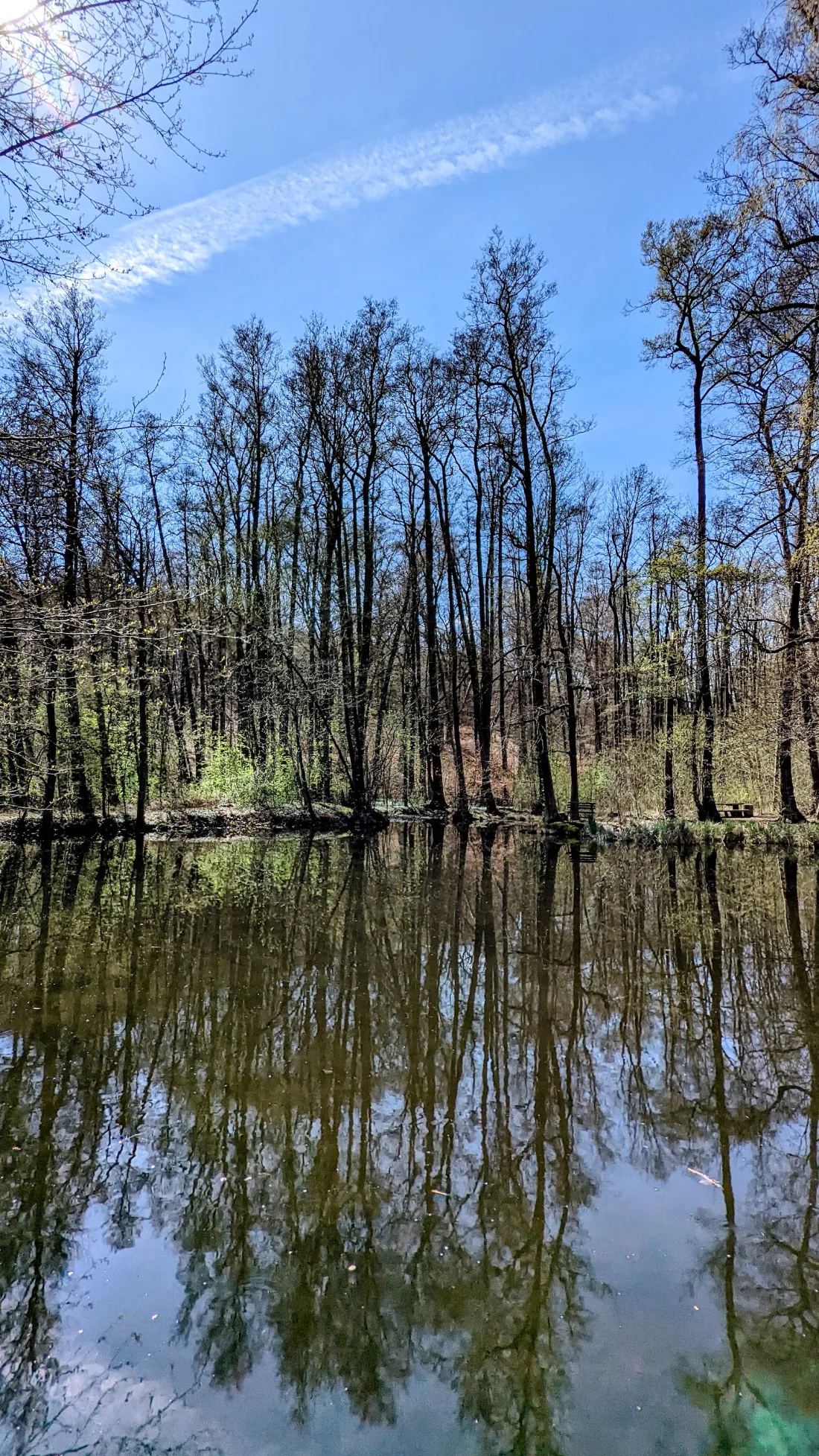Waldteich mit Spiegelung bei Dippmannsdorf