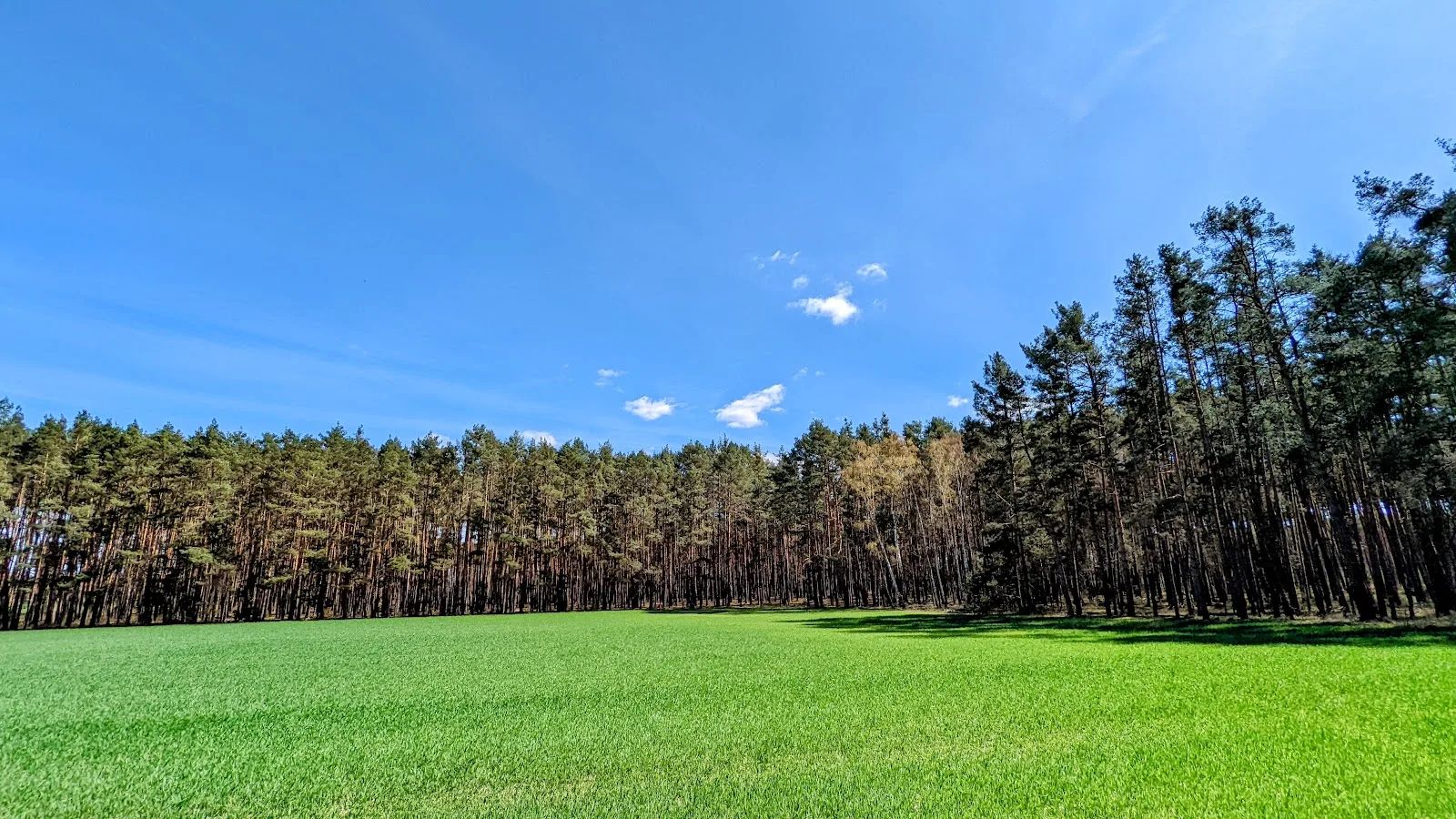 Grüne Wiese vor Waldrand bei Lütte