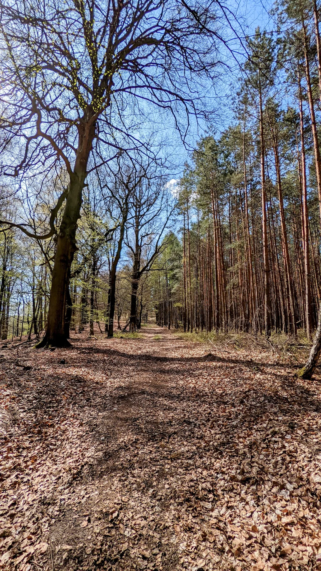 Waldweg mit Buchen und Kiefern bei Lütte