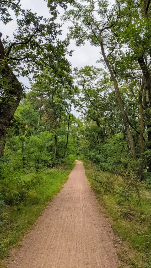 Unbefestigter Weg durch den Auwald zwischen Coswig und Griebo